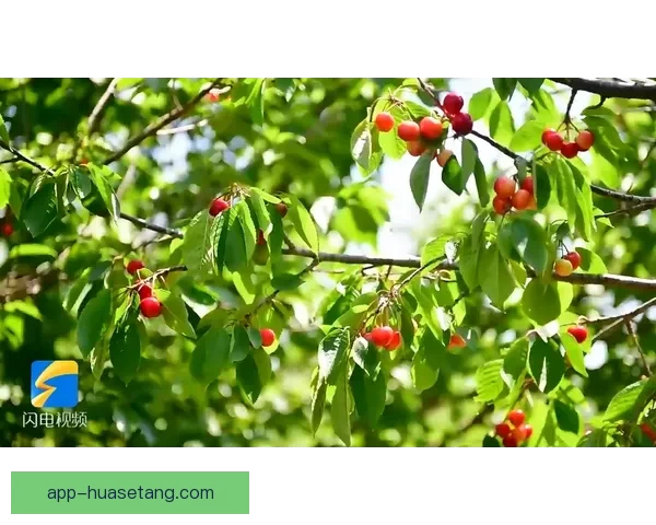 樱桃视频在线观看：解锁视界，尽享缤纷